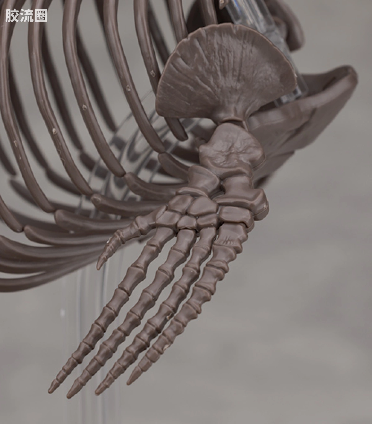 万代综合拼装模型系列 Imaginary Skeleton系列 沧龙 - 图片